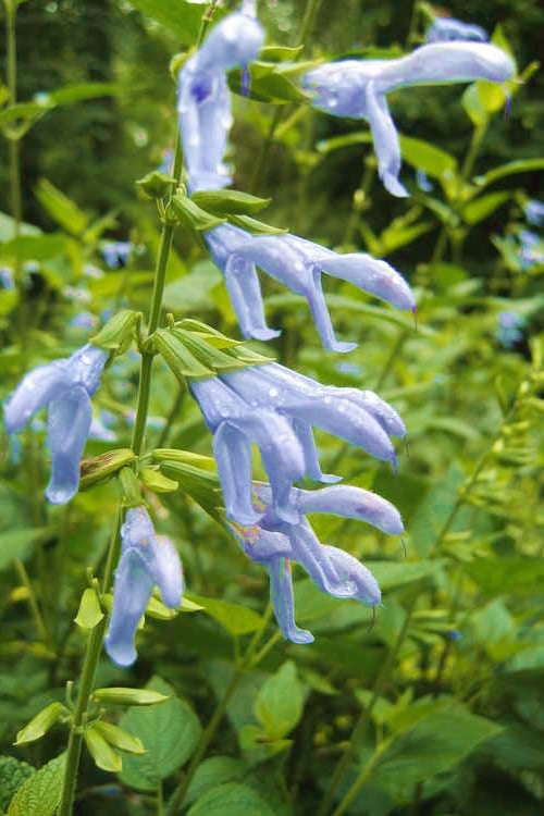  Argentine Skies Salvia (Hummingbird Sage) - 1 Gallon Pot