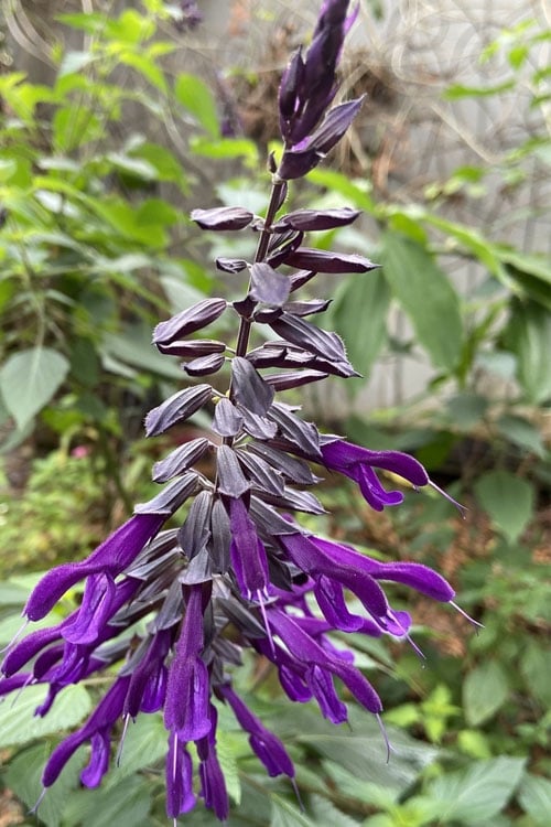  Purple Majesty Salvia (Salvia Guaranitica) - 1 Gallon Pot