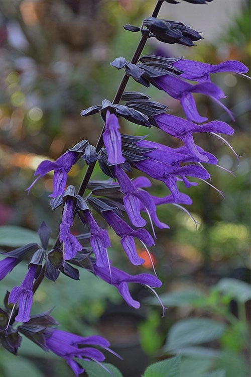  Purple Majesty Salvia (Salvia Guaranitica) - 1 Gallon Pot
