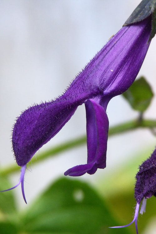  Purple Majesty Salvia (Salvia Guaranitica) - 1 Gallon Pot