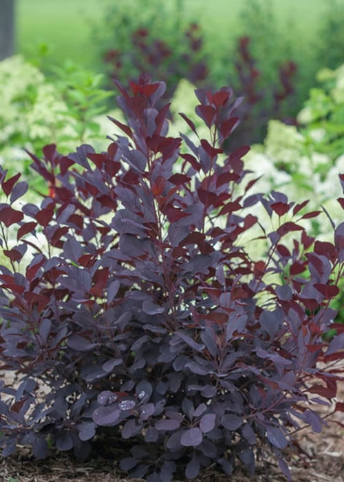  Winecraft Black Smokebush - Cotinus Coggygria - 5 Gallon Pot