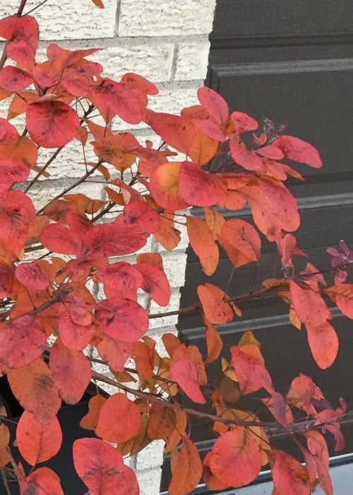  Winecraft Black Smokebush - Cotinus Coggygria - 5 Gallon Pot