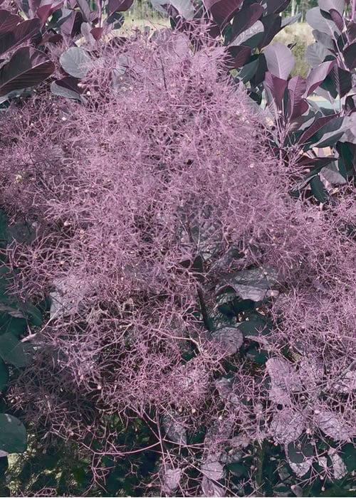  Winecraft Black Smokebush - Cotinus Coggygria - 5 Gallon Pot