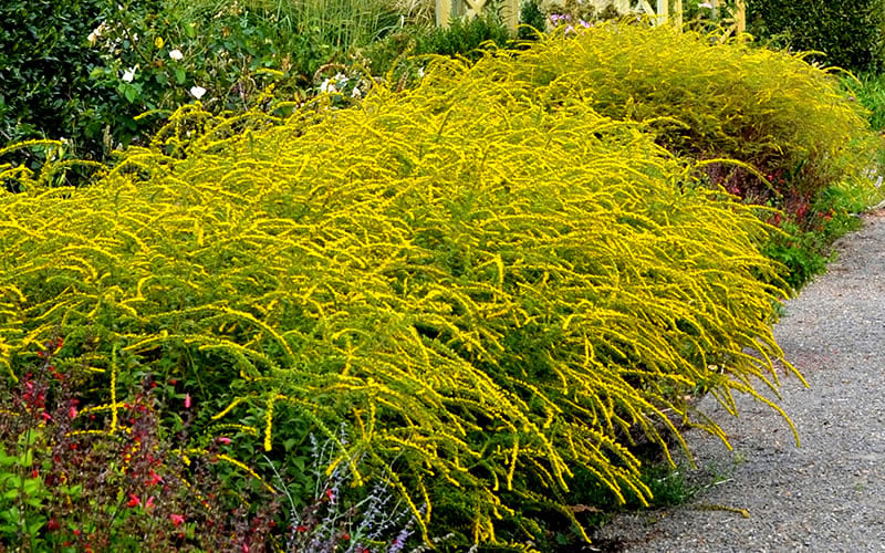  Fireworks Goldenrod (Solidago) - 1 Gallon Pot