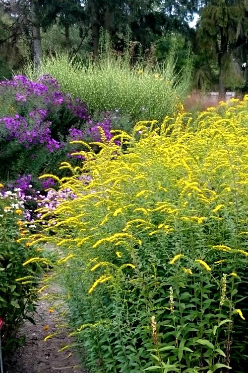 Fireworks Goldenrod (Solidago) - 1 Gallon Pot