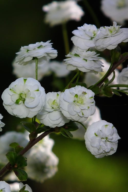  Plena Double Bridal Wreath Spirea (Spirea Prunifolia) - 6 Pack Of 1 Gallon Pots 
