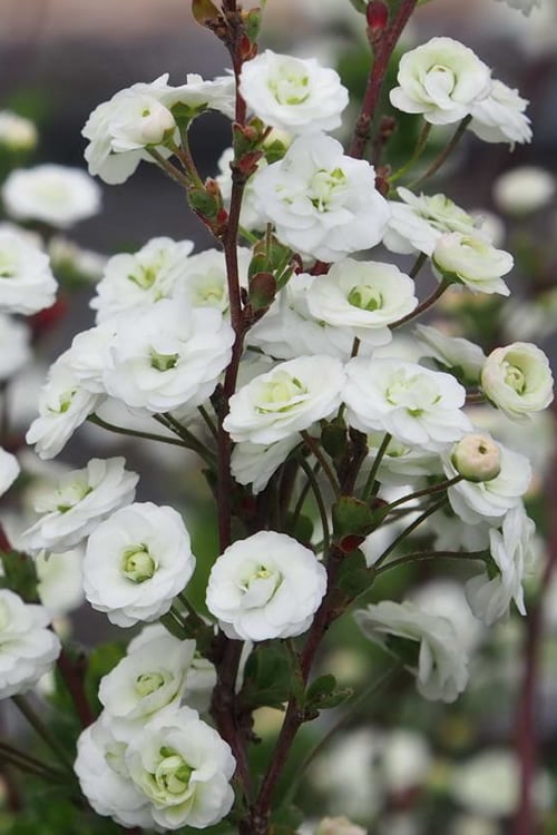  Plena Double Bridal Wreath Spirea (Spirea Prunifolia) - 6 Pack Of 1 Gallon Pots 