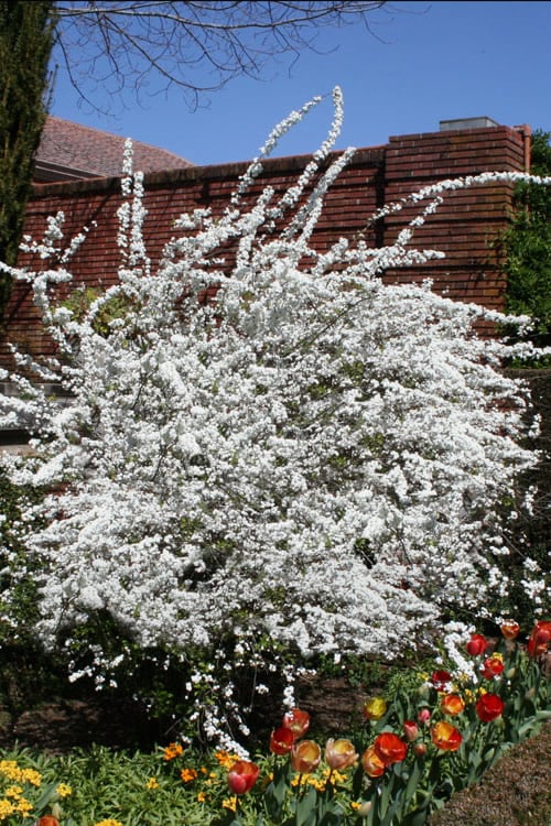  Plena Double Bridal Wreath Spirea (Spirea Prunifolia) - 1 Gallon Pot 