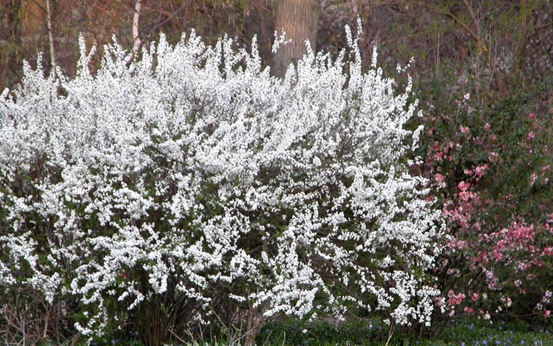  Plena Double Bridal Wreath Spirea (Spirea Prunifolia) - 1 Gallon Pot 