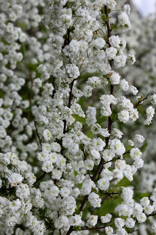  Plena Double Bridal Wreath Spirea (Spirea Prunifolia) - 1 Gallon Pot 