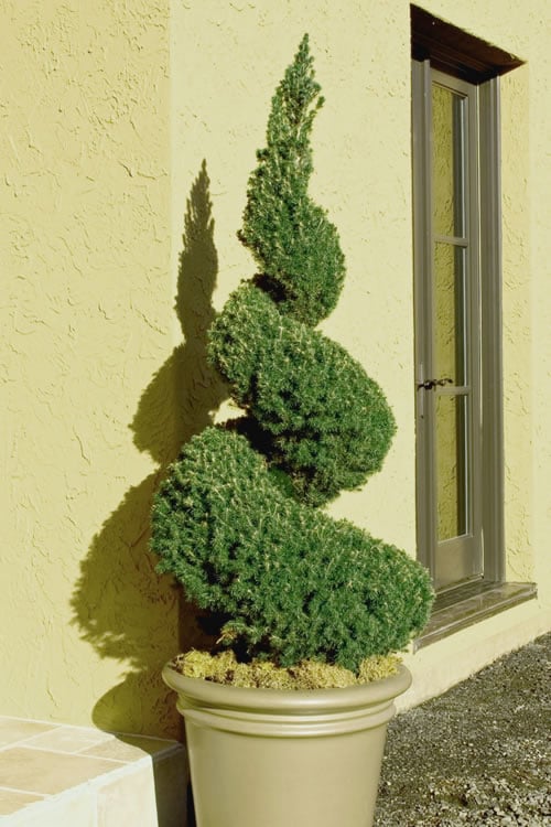  Spiral Dwarf Alberta Spruce Topiary - 7 Gallon Pot 