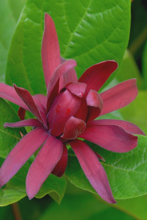 Sweetshrub (Carolina Allspice) - Calycanthus Floridus - 5 Gallon Pot 