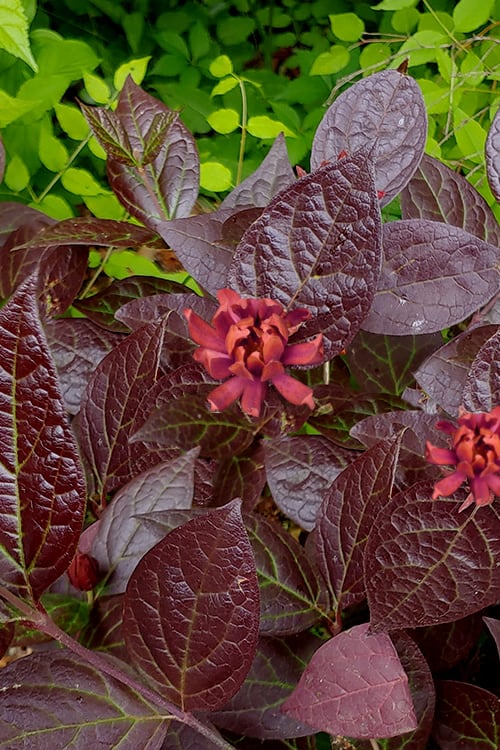  Burgundy Spice Sweetshrub (Calycanthus ) - 3 Gallon Pot