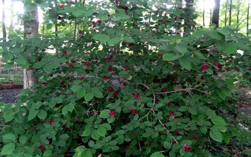  Sweetshrub (Carolina Allspice) - Calycanthus Floridus - 5 Gallon Pot 