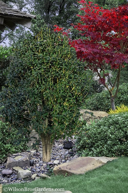 Apricot Echo Tea Olive (Osmanthus Fragrans Aurantiacus) - 7 Gallon Pot (3-4')