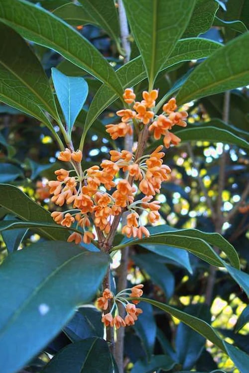  Apricot Echo Tea Olive - Osmanthus Fragrans Aurantiacus - 1 Gallon Pot