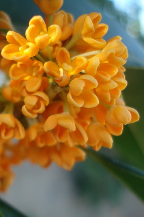  Fragrant Orange Tea Olive - Osmanthus Fragrans Aurantiacus - 7 Gallon Pot (5-6')
