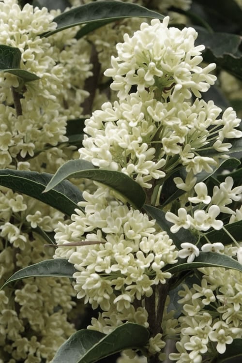  Fudingzhu Fragrant White Tea Olive (Osmanthus Fragrans) - 1 Gallon Pot