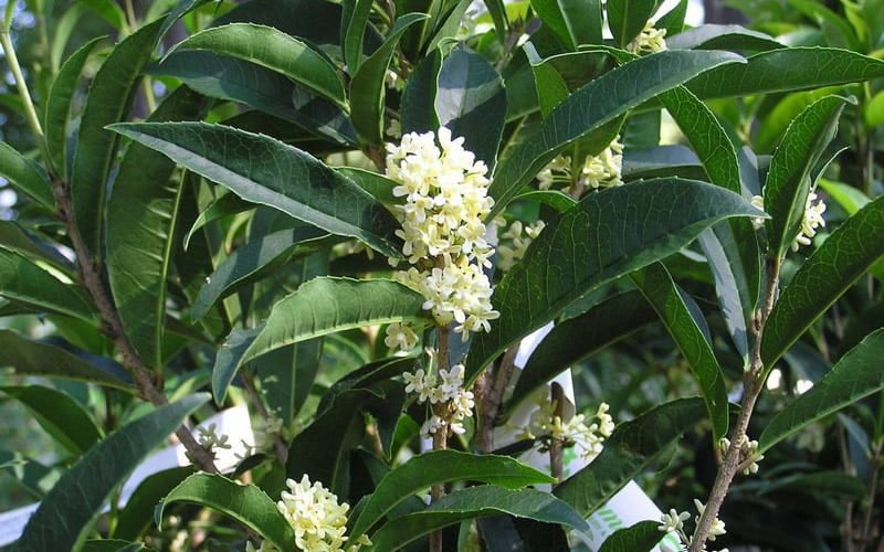  Fudingzhu Fragrant White Tea Olive (Osmanthus Fragrans) - 6 Pack Of 1 Gallon Pots