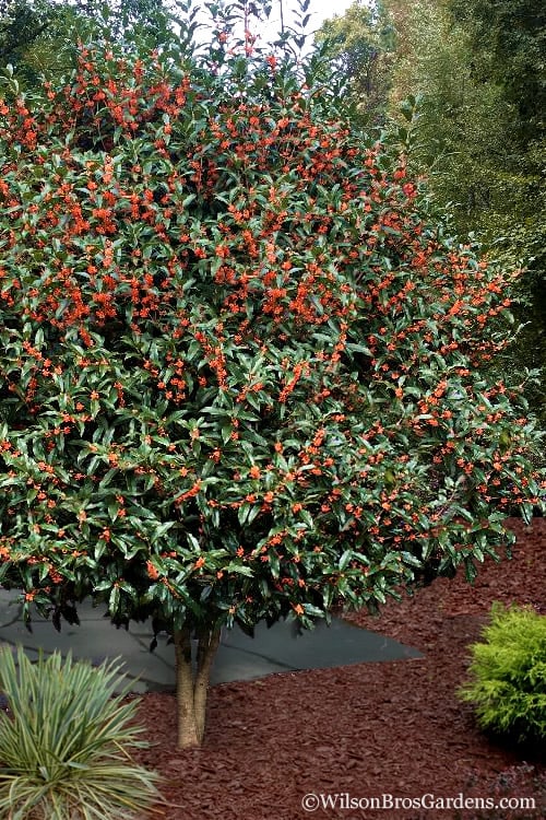  Fragrant Orange Tea Olive - Osmanthus Fragrans Aurantiacus - 7 Gallon Pot (5-6')