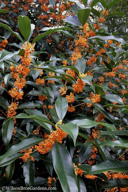  Fragrant Orange Tea Olive - Osmanthus Fragrans Aurantiacus - 7 Gallon Pot (5-6')