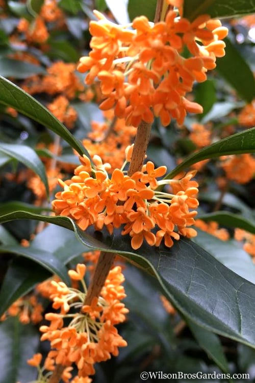 Fragrant Orange Tea Olive - Osmanthus Fragrans Aurantiacus - 6 Pack Of 1 Gallon Pots 