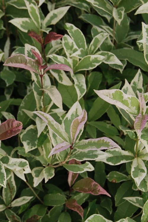  Pink Flush Variegated Tea Olive (Osmanthus Fragrans 'Yinbi Shuanghui') - 2 Gallon Pot