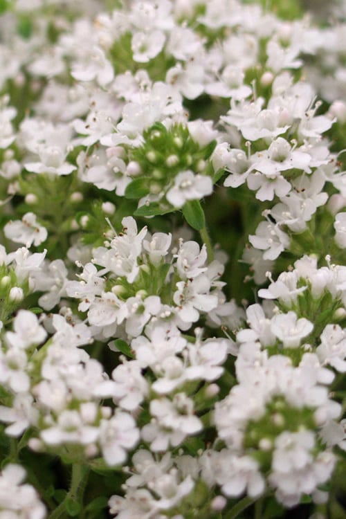  White Creeping Thyme (Thymus Praecox 'Albiflorus') - 5 Pack Of Quart Pots