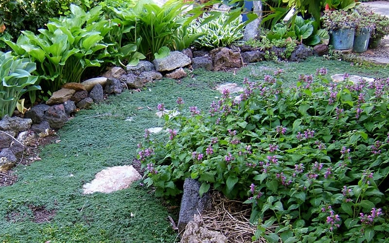  Elfin Creeping Thyme - Thymus Serpyllum Elfin - 3 Pack Of Pint Pots