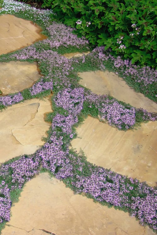  Elfin Creeping Thyme - Thymus Serpyllum Elfin - 3 Pack Of Pint Pots