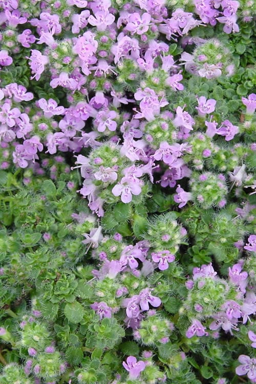  Elfin Creeping Thyme - Thymus Serpyllum Elfin - 3 Pack Of Pint Pots