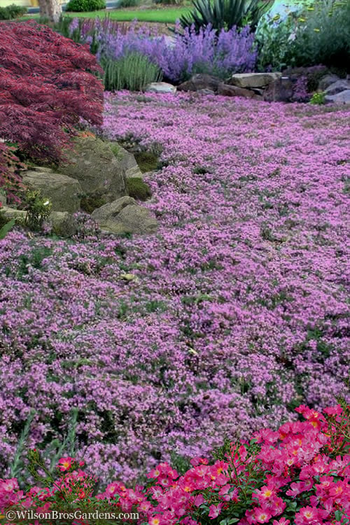  Creeping Mother Of Thyme (Thymus Serpyllum) - 5 Pack Of Quart Pots