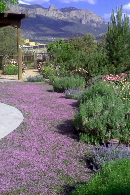  Creeping Mother Of Thyme (Thymus Serpyllum) - 5 Pack Of Quart Pots