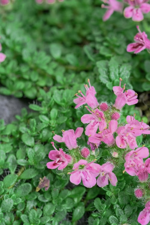  Creeping Mother Of Thyme (Thymus Serpyllum) - 5 Pack Of Quart Pots
