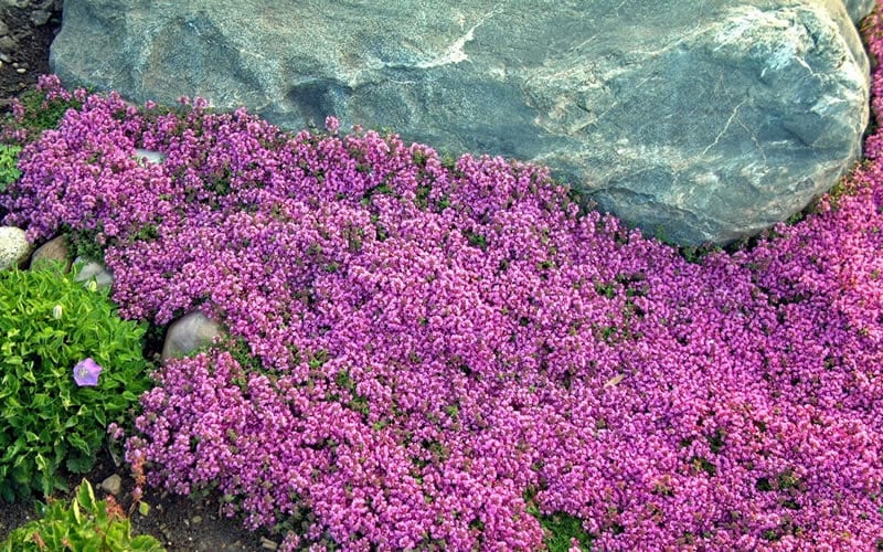 Red Creeping Thyme - Thymus Praecox 'Coccineus' - 10 Pack Of Pint Pots