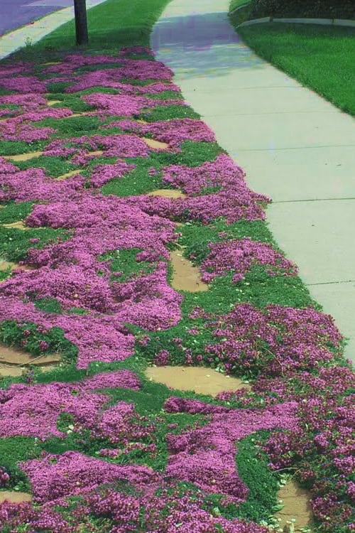  Red Creeping Thyme (Thymus Praecox 'Coccineus') - 5 Pack Of Quart Pots