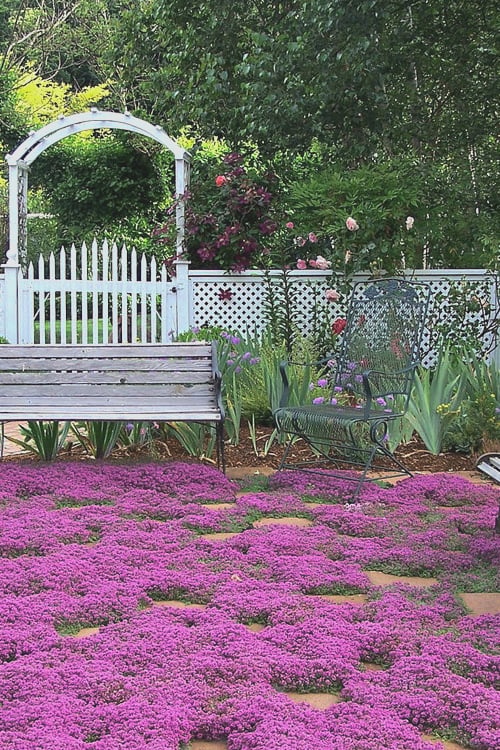  Red Creeping Thyme (Thymus Praecox 'Coccineus') - 8 Pack Of Quart Pots