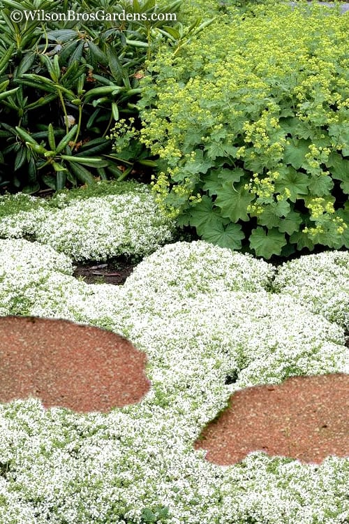  White Creeping Thyme (Thymus Praecox 'Albiflorus') 10 Pack Of Pint Pots