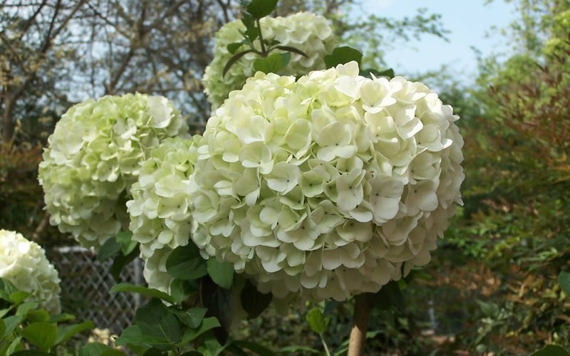  Chinese Snowball Viburnum Bush - 3 Gallon Pot