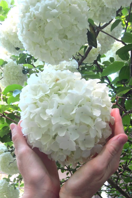  Chinese Snowball Viburnum Bush - 3 Gallon Pot