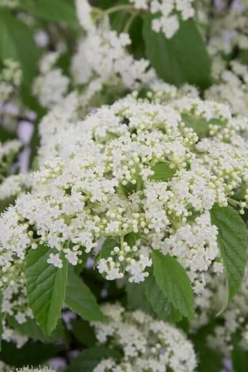  Snow Joey Viburnum - 3 Gallon Pot