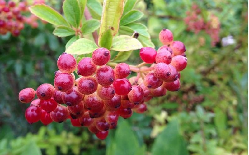  Snow Joey Viburnum - 3 Gallon Pot
