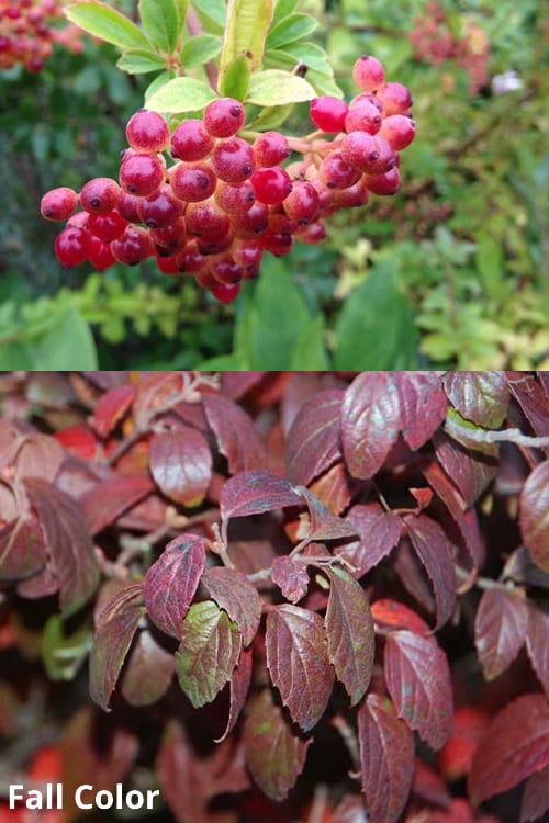  Snow Joey Viburnum - 3 Gallon Pot