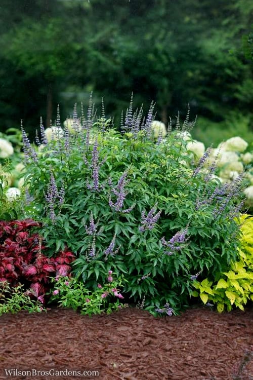  Blue Diddley Dwarf Chaste Tree - Vitex Agnus-castus - 3 Gallon Pot
