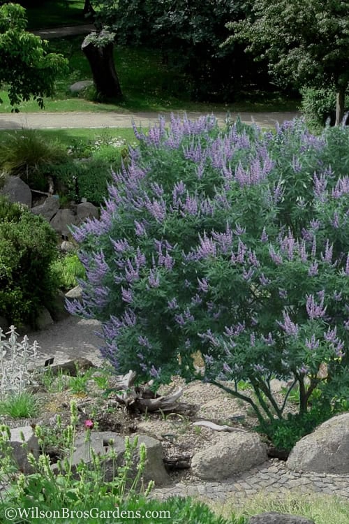  Shoal Creek Chaste Tree (Vitex) - 5 Gallon Pot