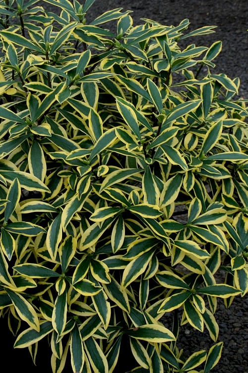  Marianni Variegated Pink Winter Daphne - 1 Gallon Pot