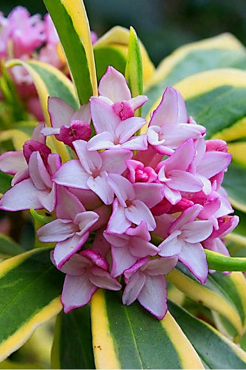  Marianni Variegated Pink Winter Daphne - 1 Gallon Pot