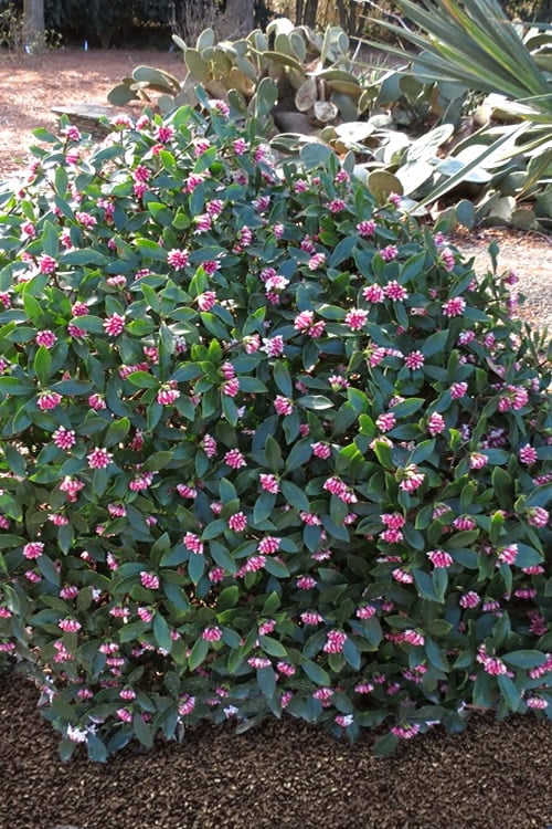  Zuiko Nishiki Winter Daphne Odora - 2 Gallon Pot