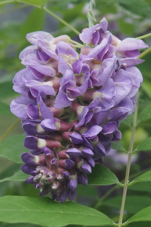  Amethyst Falls Wisteria Vine - 3 Gallon Pot