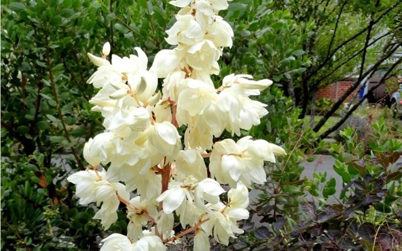  Silver Anniversary Yucca - 1 Gallon Pot